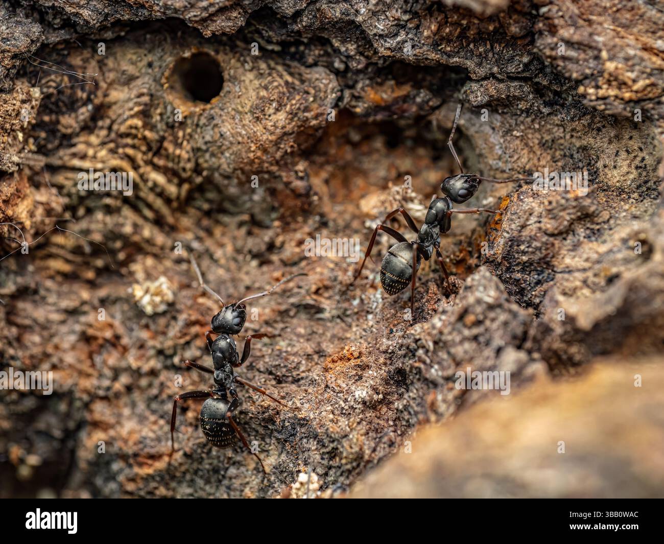 Photographie macro montrant des fourmis rampant sur une écorce texturée, mettant en évidence la faune et les détails de l'habitat naturel Banque D'Images