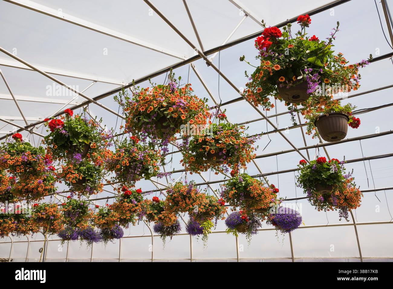 Serre commerciale à ossature en acier avec pétunias orange et pélargonium rouge - géraniums cultivés dans des paniers suspendus pour la vente au printemps. Banque D'Images
