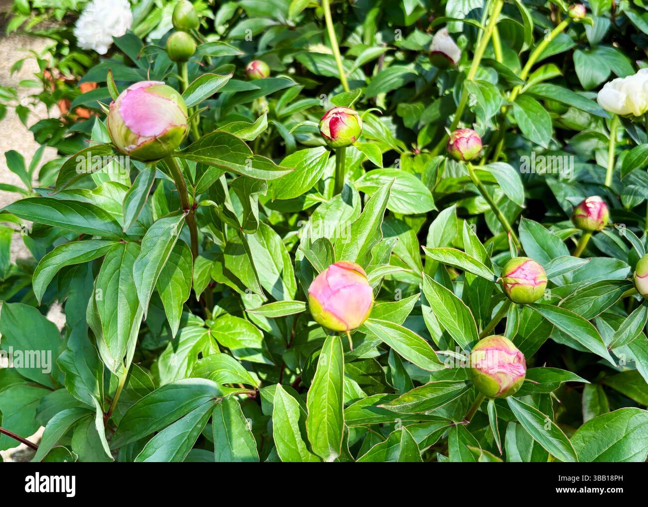 Fleur de pivoine. Pivoines bourgeons dans un jardin d'été. Fleurs de pivoine. Parfait pour les thèmes floraux et botaniques. Idée de jardinage. Banque D'Images