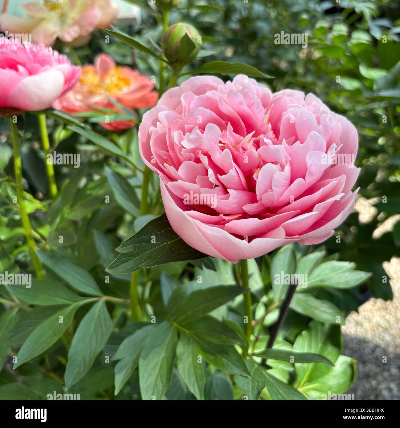 Fleur de pivoine. Les pivoines roses fleurissent dans le jardin d'été. Floraison des pivoines. Parfait pour les thèmes floraux et botaniques. Concept de jardinage. Banque D'Images