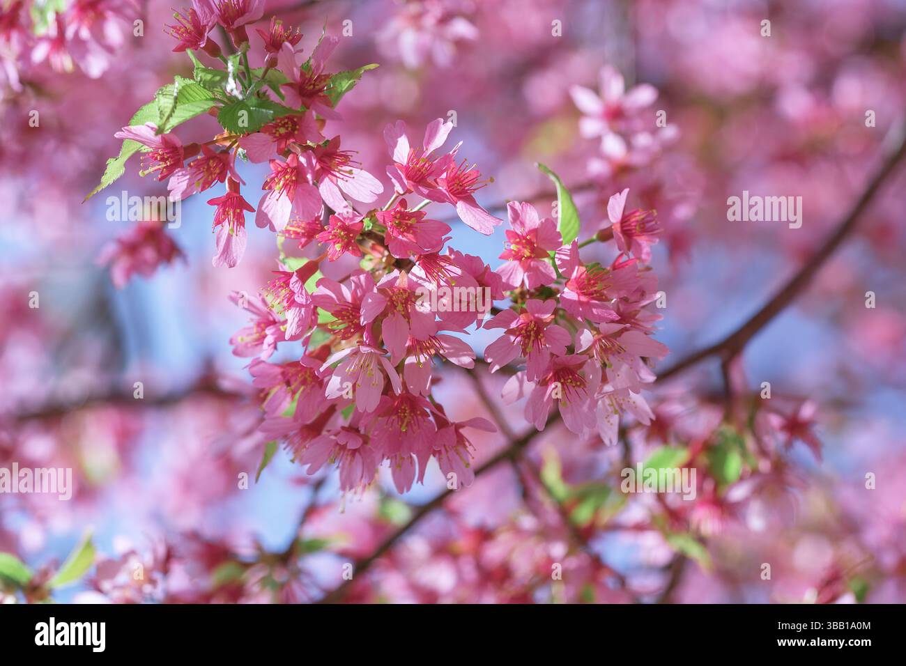 Les branches de fleurs de cerisier affichent un éventail étonnant de fleurs roses, créant une atmosphère animée dans un jardin pendant la chaude saison du printemps. Le bl clair Banque D'Images