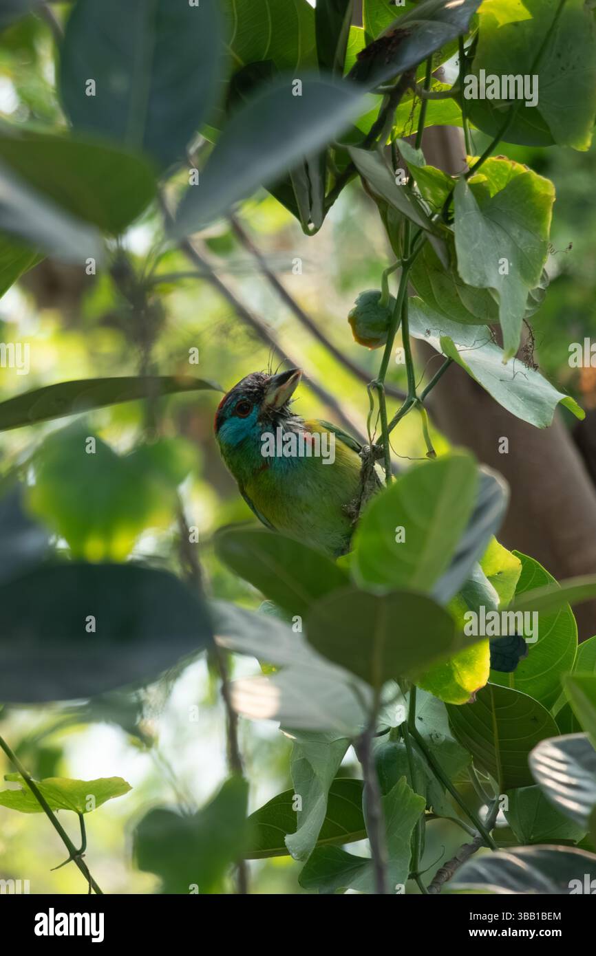 Un perroquet sauvage est assis dans un buisson. Ses plumes vert vif se fondent dans le feuillage. Son bec est courbé et rougeâtre, ses yeux sont vigilants Banque D'Images