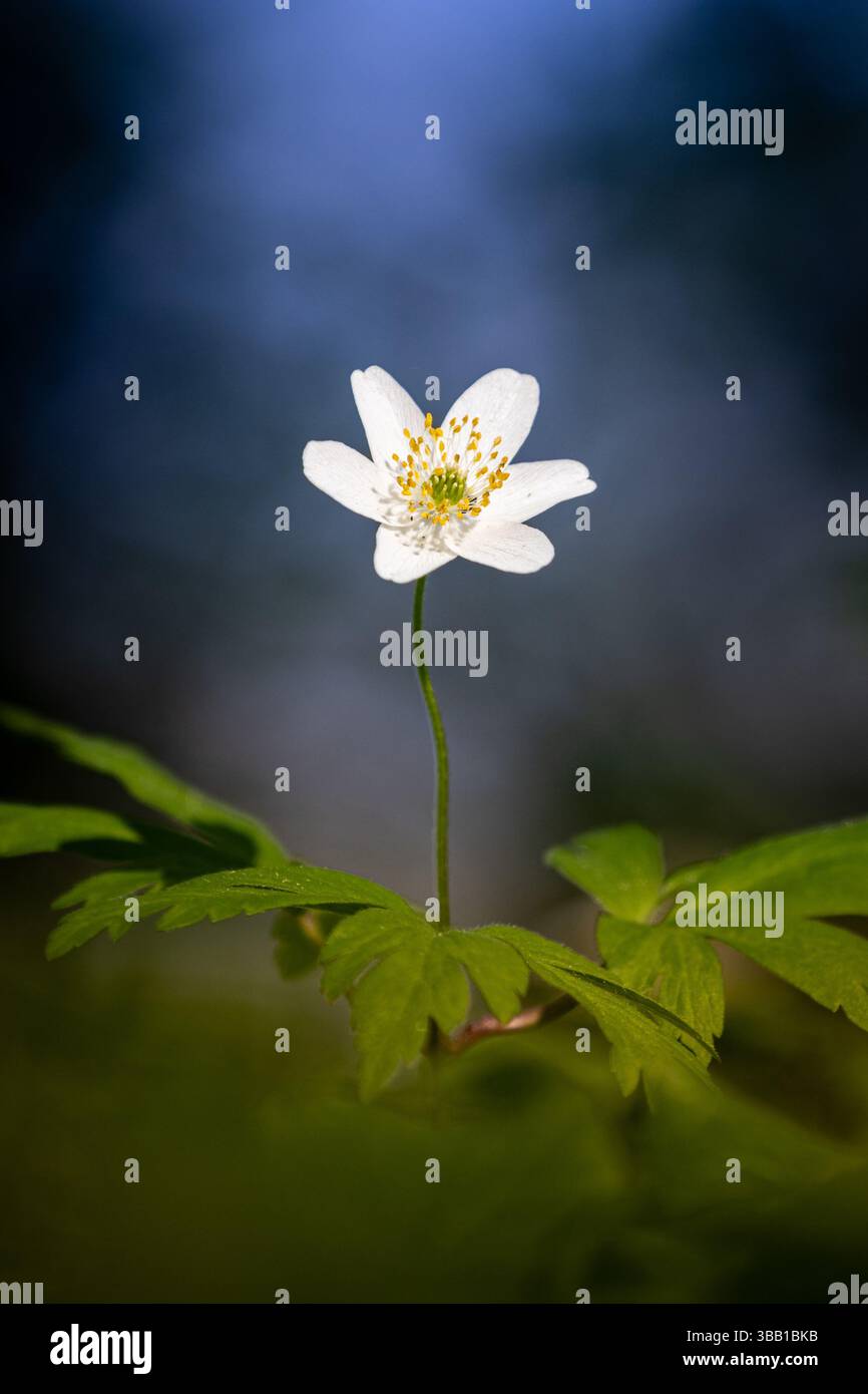 Une anémone de bois isolée (Anemone nemorosa) s'élève au-dessus de son feuillage vert, capturée avec un fond bleu flou. Cette photographie de nature minimaliste Banque D'Images