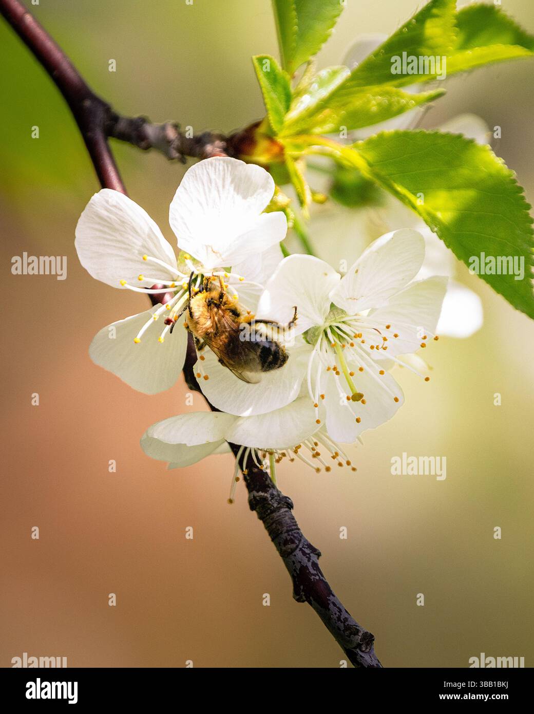 Une abeille (Apis mellifera) recueille le nectar d'une délicate fleur blanche sur une branche d'arbre fruitier. Capturé dans une lumière printanière chaude, ce gros plan macro p Banque D'Images
