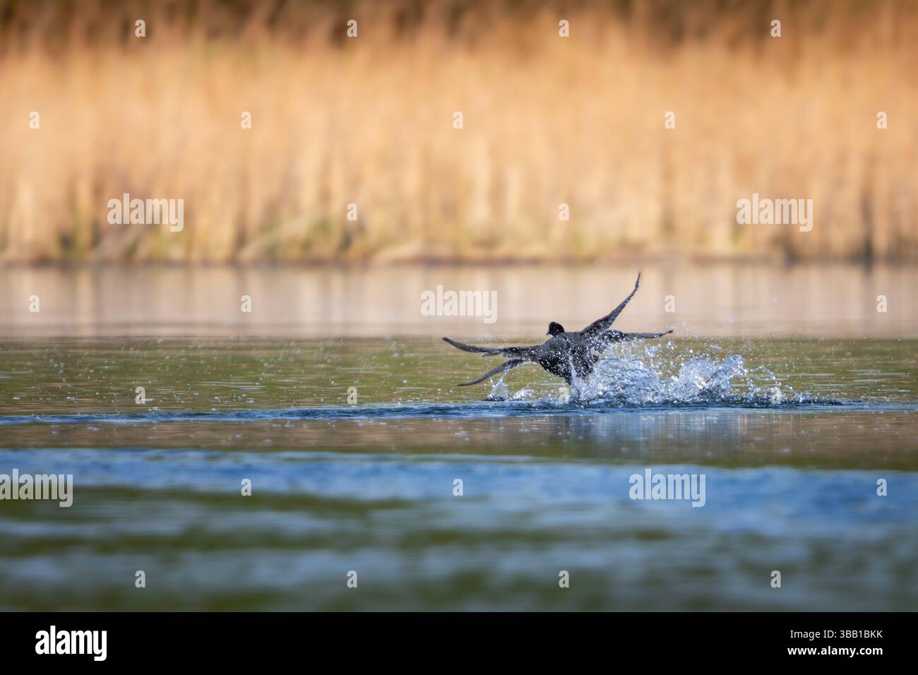 Une sauvagine sauvage, probablement un canard plongeur tel qu'un canard touffeté (Aythya fuligula), a capturé à mi-décollage alors qu'elle éclaboussait à la surface calme d'un lac. Roseaux Banque D'Images