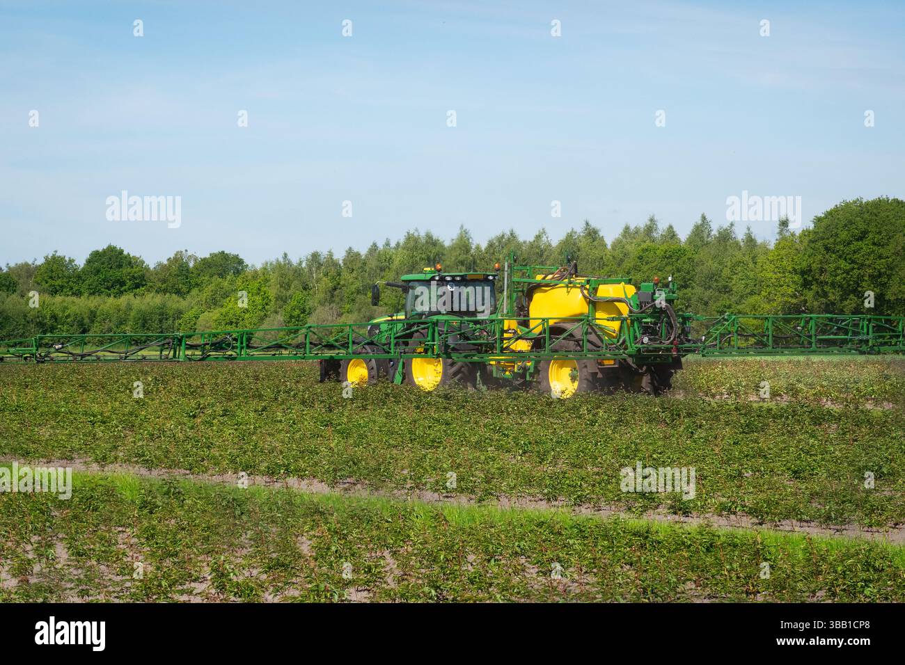 Tracteur pulvérisant des pesticides sur un champ de pivoines Banque D'Images