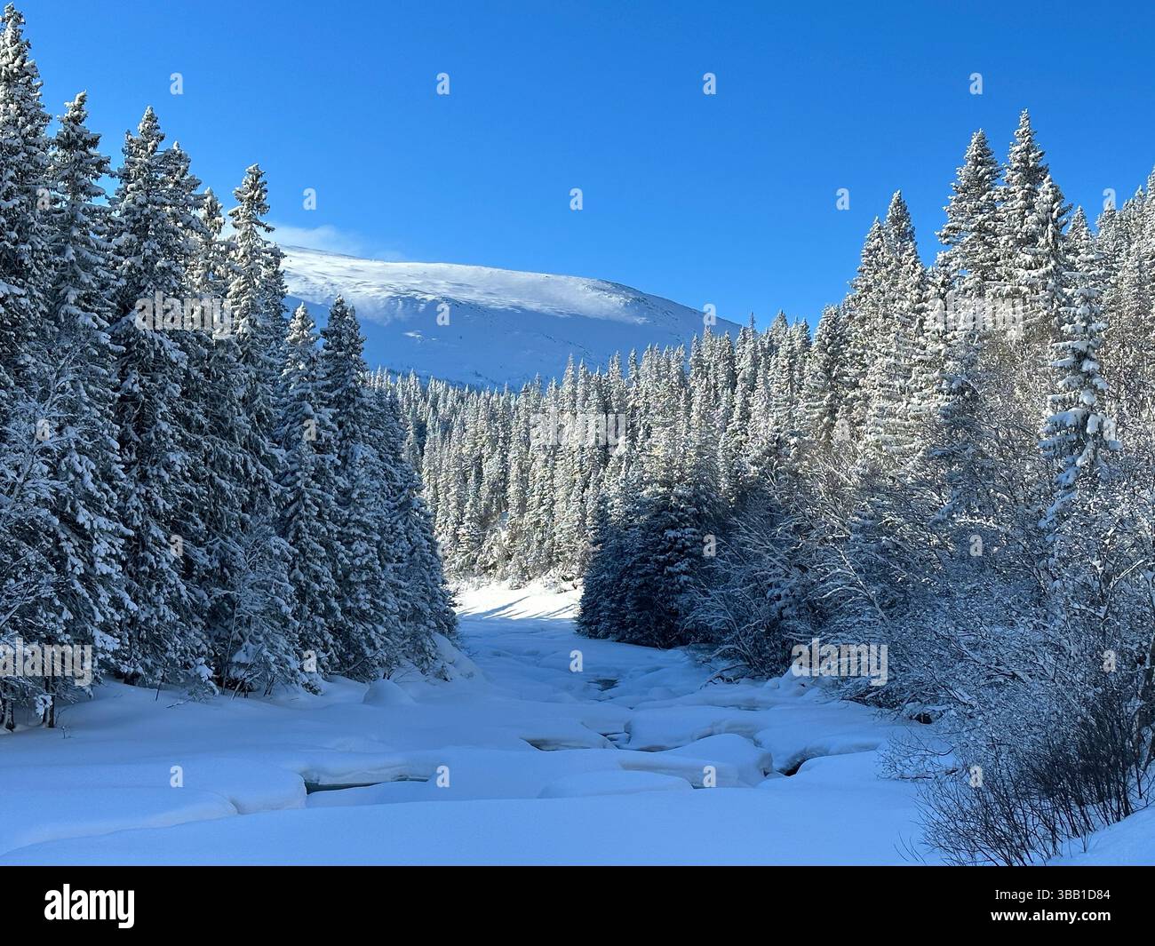 Une scène hivernale immaculée dans le nord de la Suède avec des arbres chargés de neige sous un ciel bleu vif, créant une atmosphère paisible. Banque D'Images