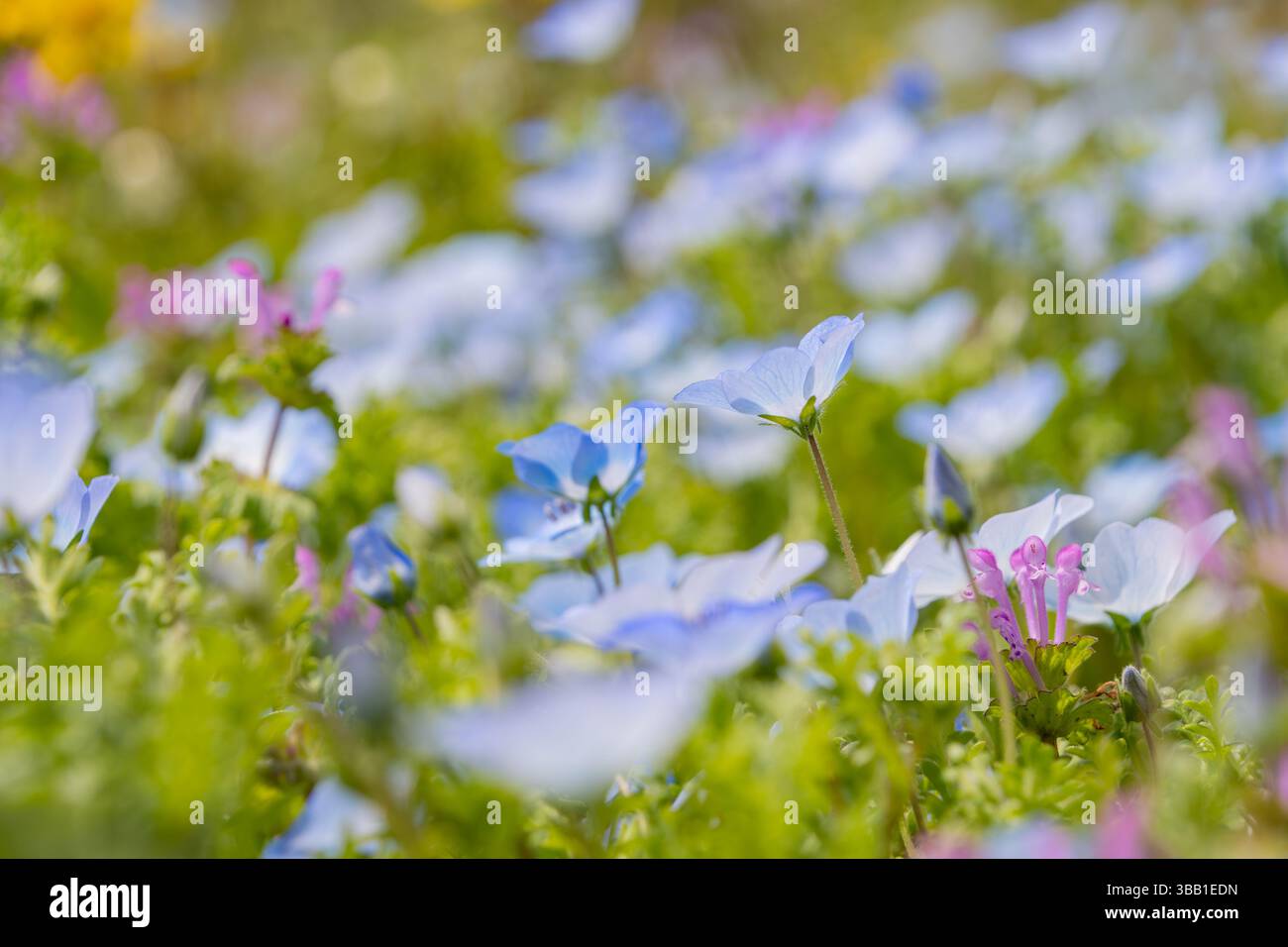 Délicat Baby Blue Eyes fleurs fleurissant dans un pré de printemps Banque D'Images