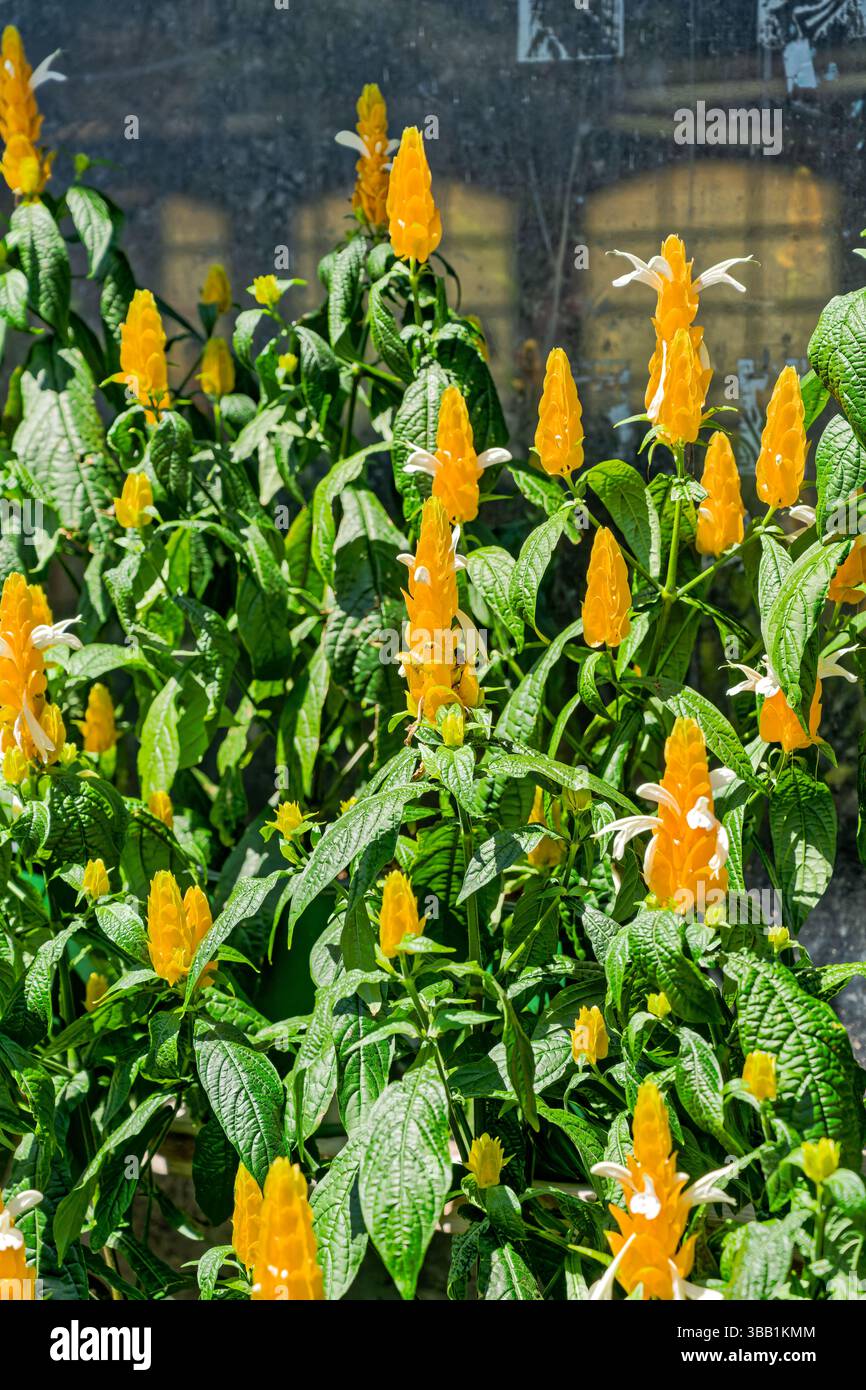 Pachystachys lutea, plante sucette ou crevettes dorées (jaunes), prêtes pour un jardin en Alabama USA. Banque D'Images