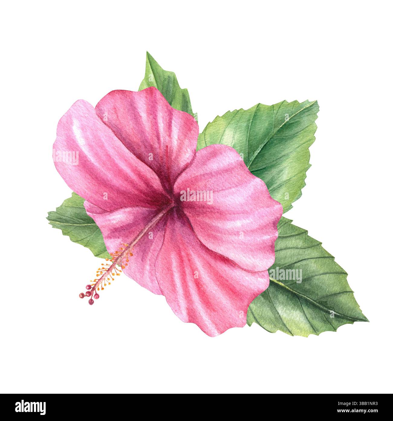 Fleur d'hibiscus rose avec feuilles vertes illustration aquarelle fond isolé. Plante florale tropicale pour les décorations d'été, carte de voeux Banque D'Images