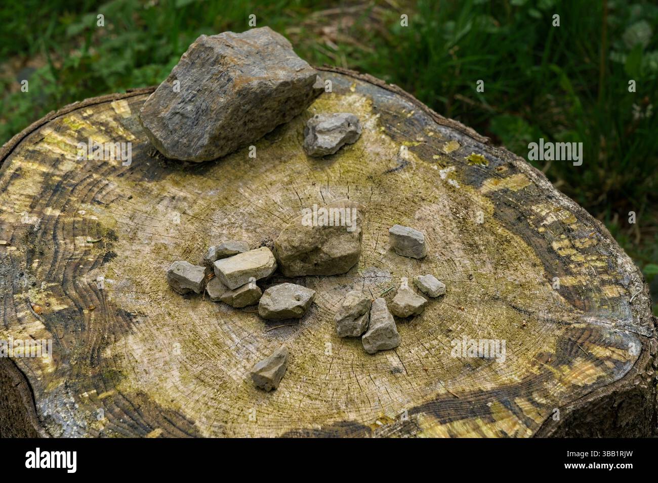 Roches minérales brutes sur souche de bois texturé dans un cadre sauvage, vue de haut en bas. Banque D'Images