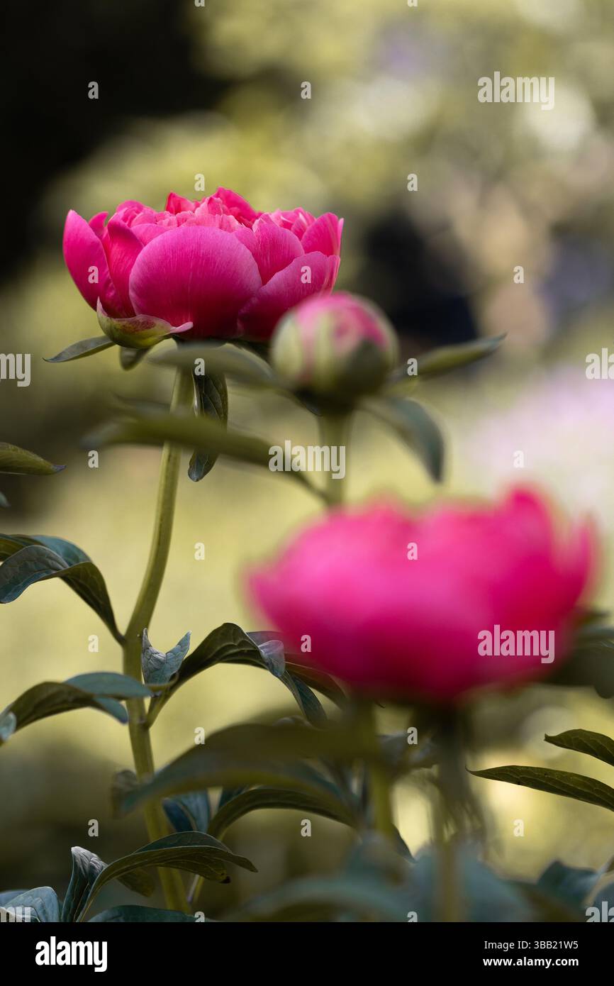 Gros plan d'une fleur de pivoine rouge et rose (peonia) en pleine floraison avec d'autres dans un premier plan flou Banque D'Images