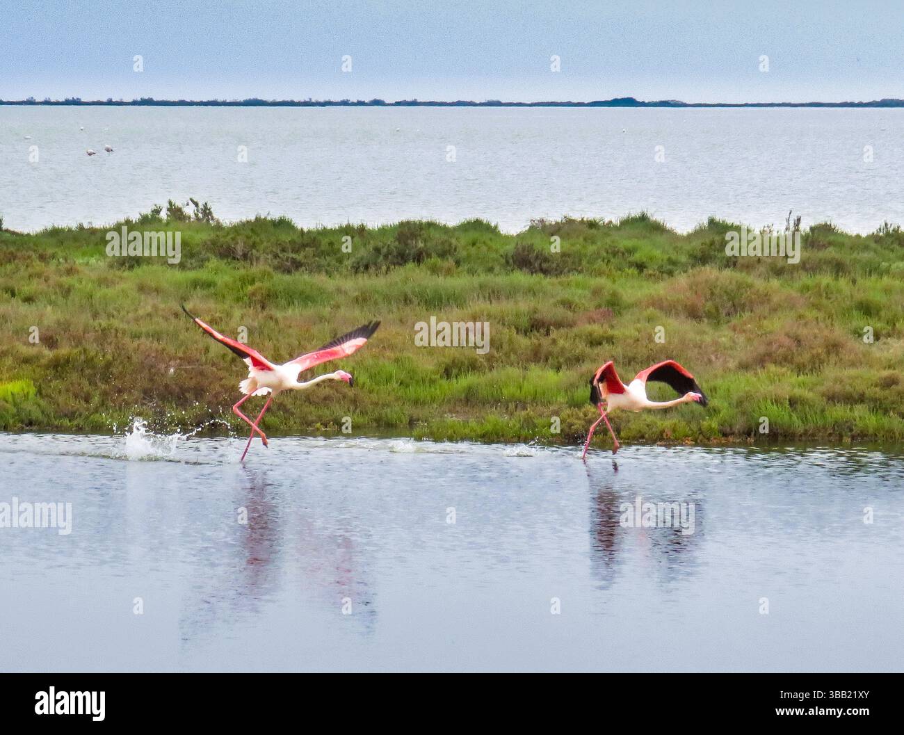 France, Parc ornithologique du Pont de Gau est le meilleur endroit pour voir le flamant rose européen (Phoenicopterus ruber). Ces animaux mangent du plancton, qui t Banque D'Images