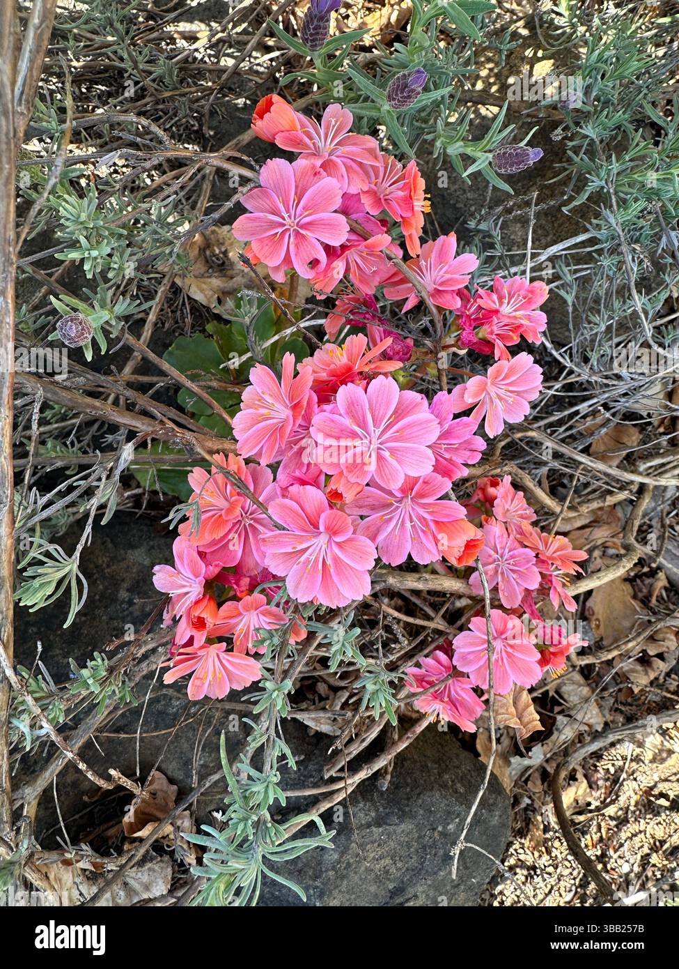 Lewisia cotyledon - fleurs de serveuses de falaise. Banque D'Images