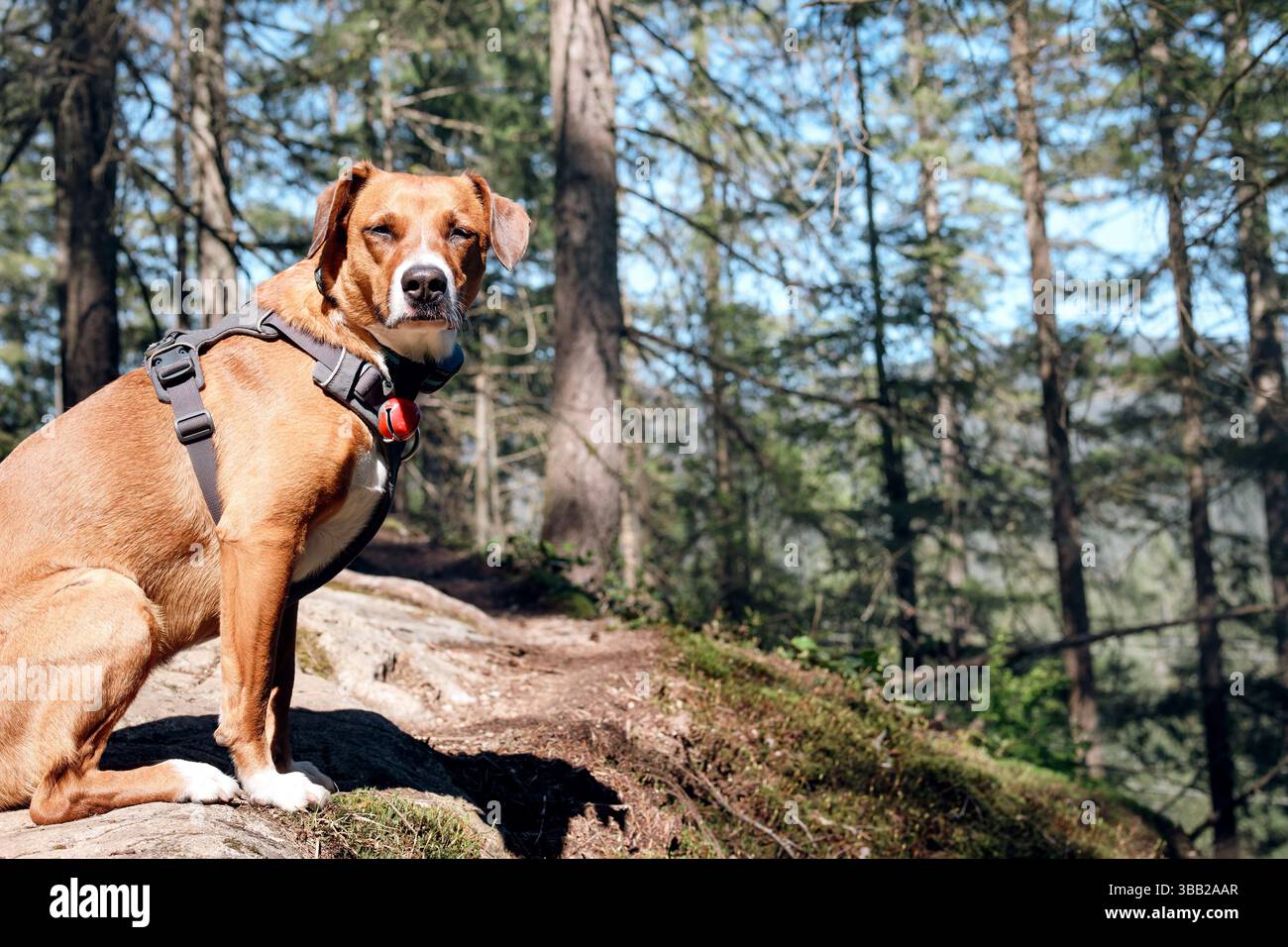 Chien assis sur une colline avec forêt défocalisée. Promenade ou randonnée de chiens alpins dans la forêt tropicale du nord de Vancouver, BC, Canada. Chien avec cloche d'ours, gps ou train Banque D'Images