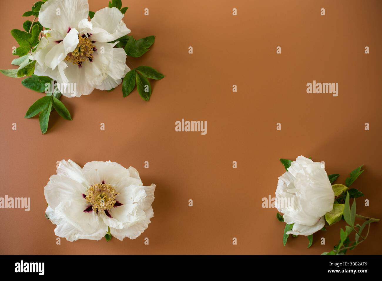 Grande fleur blanche de pivoine en forme d'arbre sur un fond brun. Vue de dessus. Nettoyer l'espace pour le texte. Banque D'Images