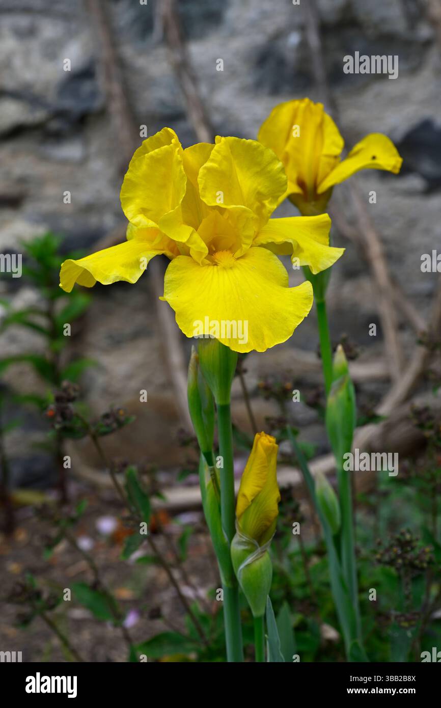 Fleurs jaunes vibrantes du début de l'été de l'iris barbu 'Vitality' dans le jardin britannique mai Banque D'Images