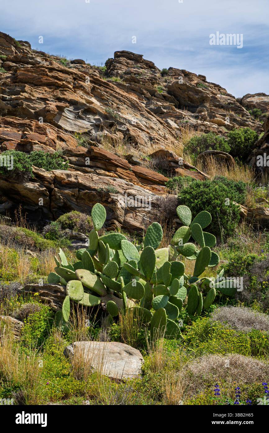 Opuntia cactus (barbarie) et d'autres plantes vertes et luxuriantes et arbustes sur une colline rocheuse au parc de Paros sur l'île de Paros en Grèce par une journée ensoleillée. Banque D'Images