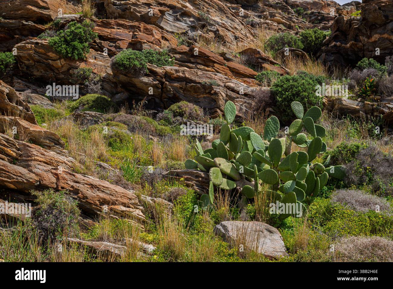 Opuntia cactus (barbarie) et d'autres plantes vertes et luxuriantes et arbustes sur une colline rocheuse au parc de Paros sur l'île de Paros en Grèce par une journée ensoleillée. Banque D'Images