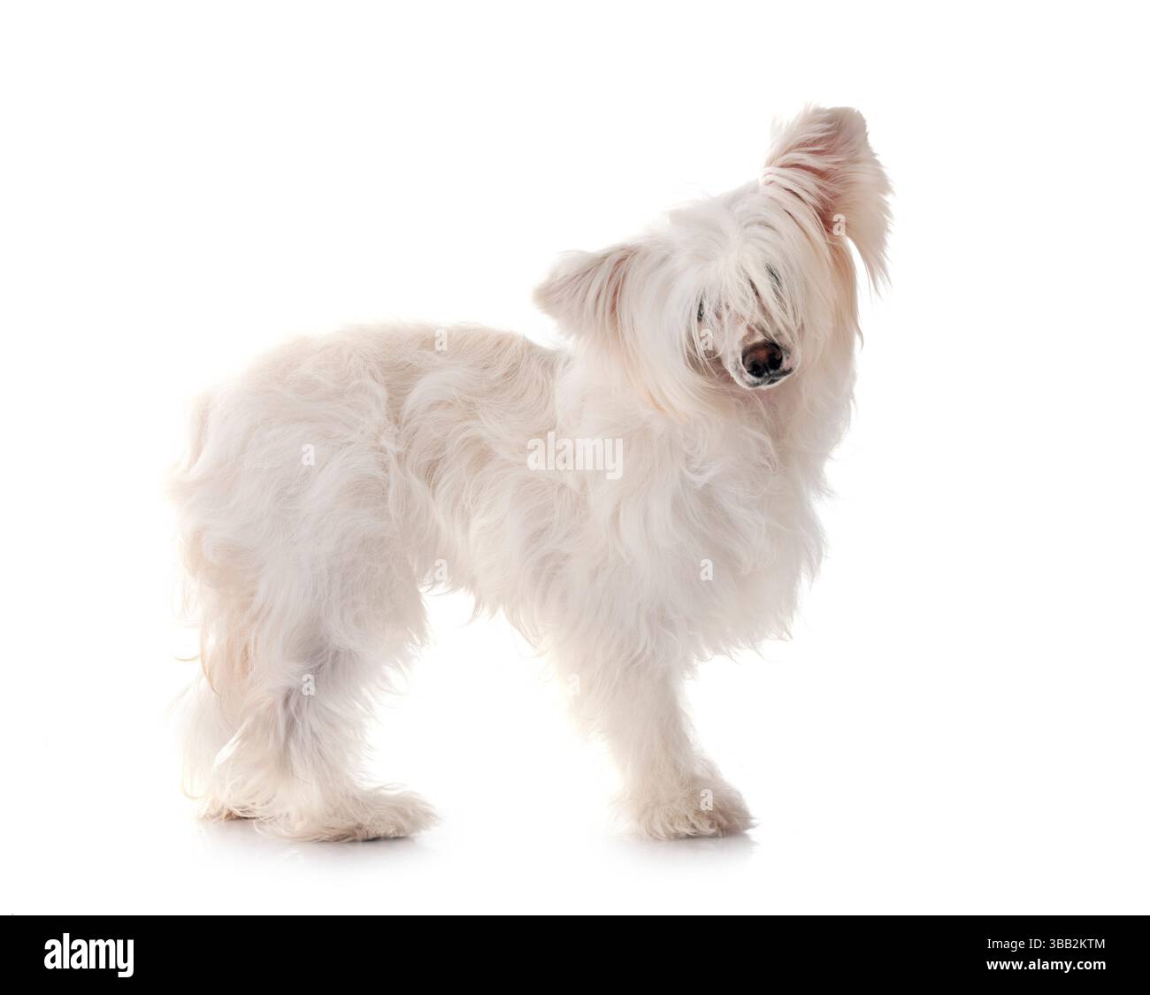 Chien à crête chinoise Powderpuff devant un fond blanc Banque D'Images