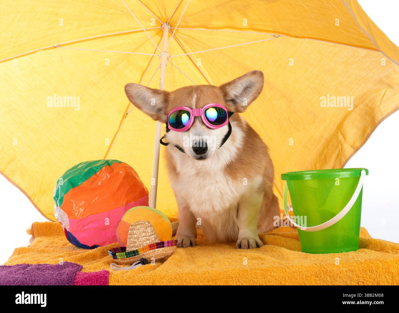 Pembroke Welsh Corgi devant un fond blanc Banque D'Images
