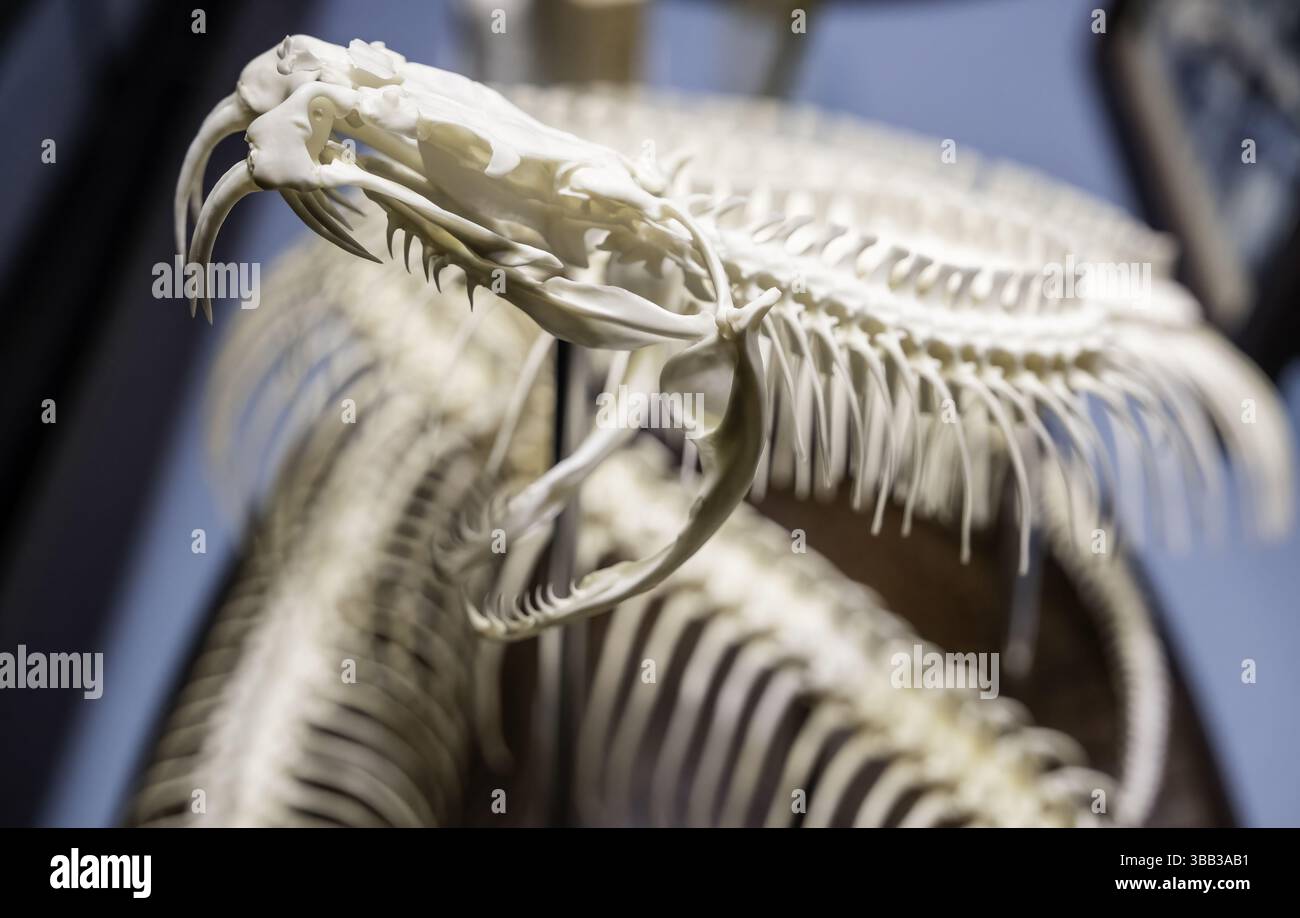 Détail des os de serpent venimeux mortel, étude animale Banque D'Images