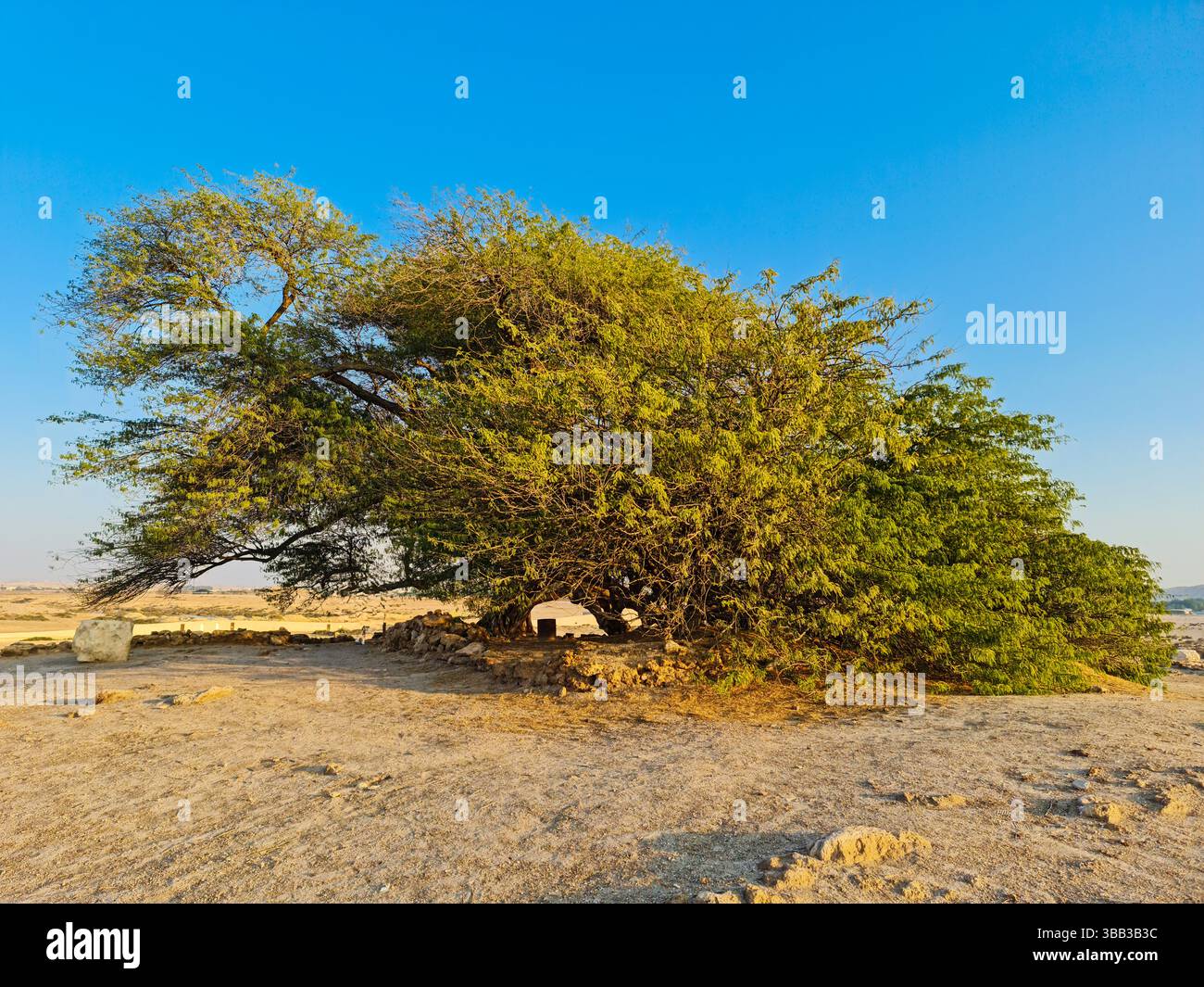 Ce mesquite vieux de 400 ans, de 32 pieds dans le désert de Sakhir, dans le gouvernorat du Sud, Bahreïn, est connu sous le nom de Shajarat-Al-Hayat ou « arbre de vie ». Banque D'Images