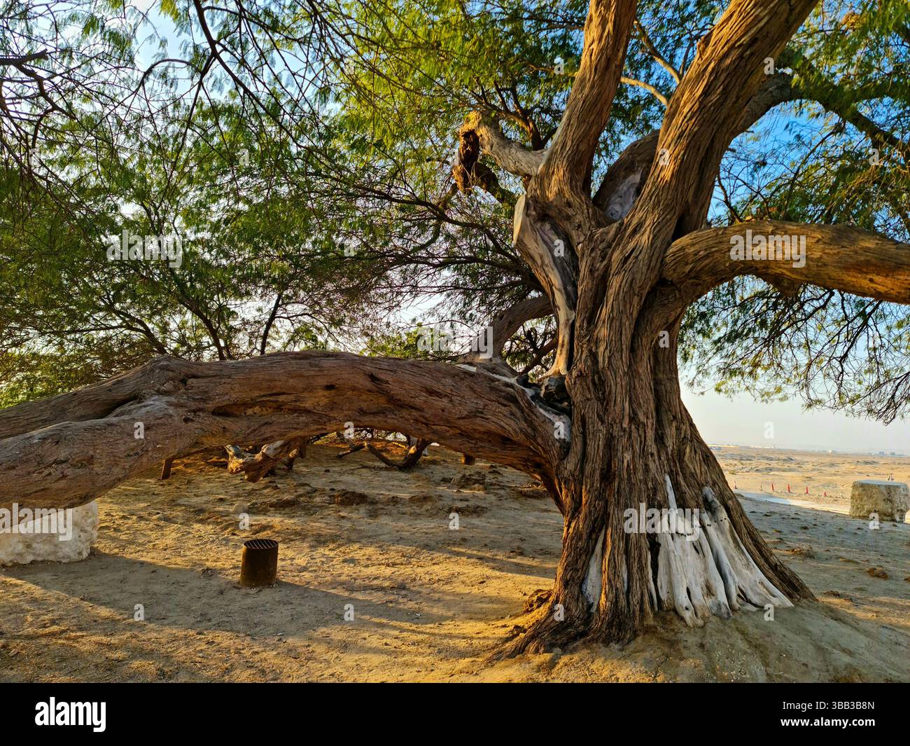 Ce mesquite vieux de 400 ans, de 32 pieds dans le désert de Sakhir, dans le gouvernorat du Sud, Bahreïn, est connu sous le nom de Shajarat-Al-Hayat ou « arbre de vie ». Banque D'Images
