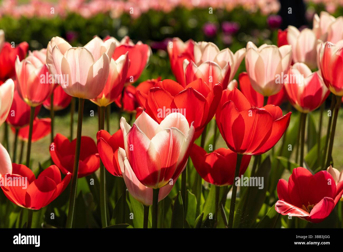 Tulip Display à Keukenhof, près d'Amsterdam, Hollande Banque D'Images