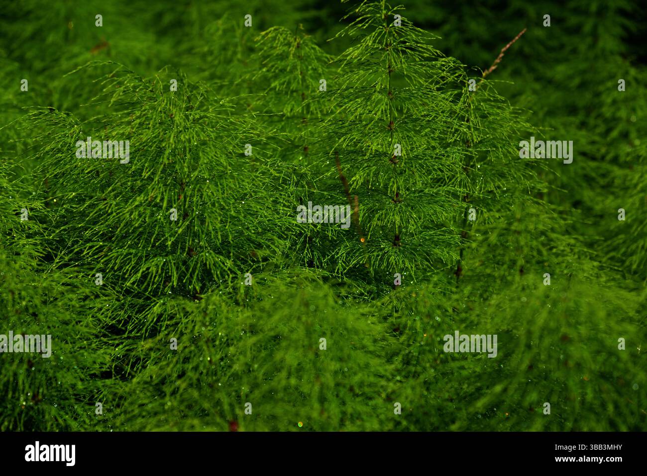 Gros plan abstrait de prêles aux chevaux – texture verte naturelle Banque D'Images