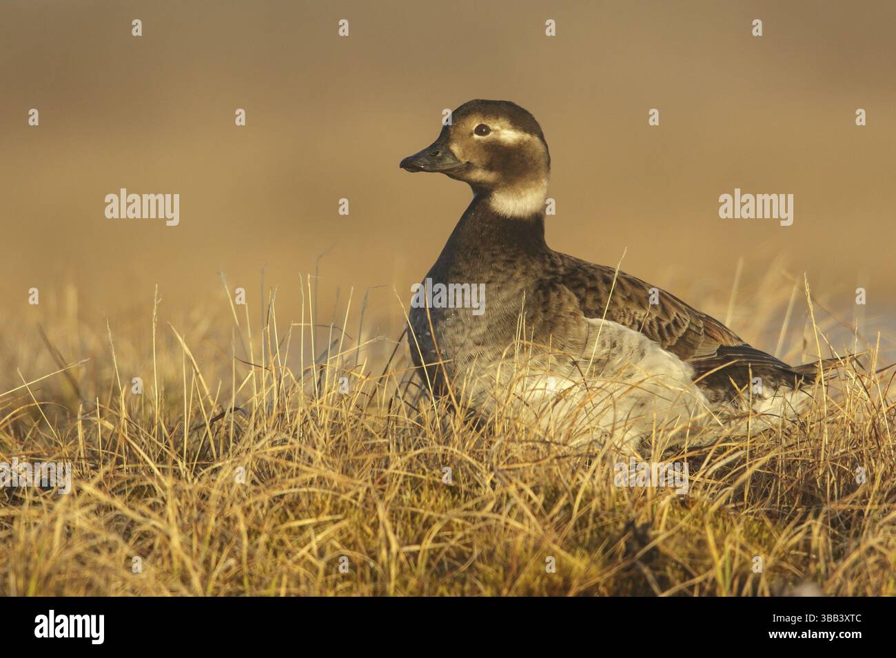 Canard à longue queue (Clangula hyemalis) se nourrissant sur un petit étang de la toundra dans le nord de l'Alaska Banque D'Images