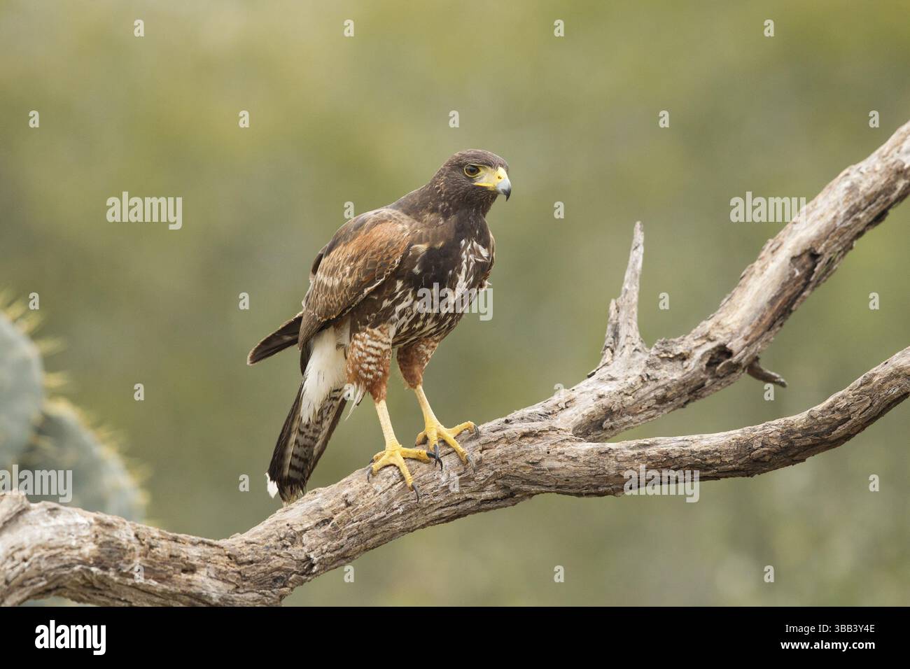 Harris's Hawk (Parabuteo unicinctus) juvénile, Texas, États-Unis, Amérique du Nord Banque D'Images