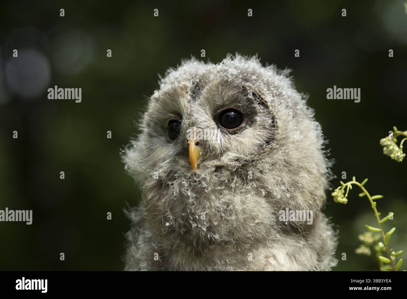 Chouette de l'Oural (Strix uralensis) naissante, captive, Allemagne, Europe Banque D'Images