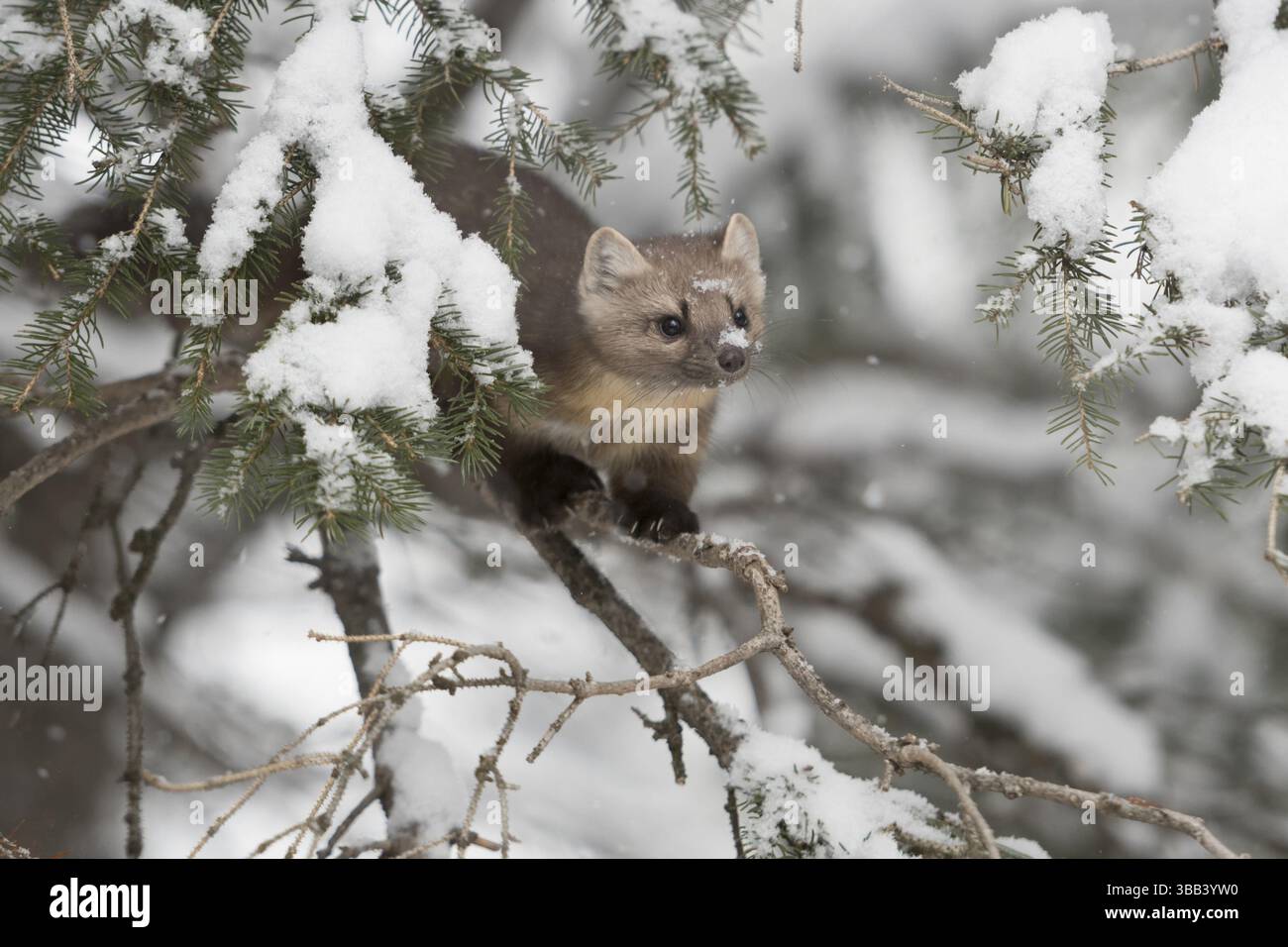 Martre d'Amérique (Martes americana) grimpant dans un arbre, parc national de Yellowstone, États-Unis, Amérique du Nord Banque D'Images