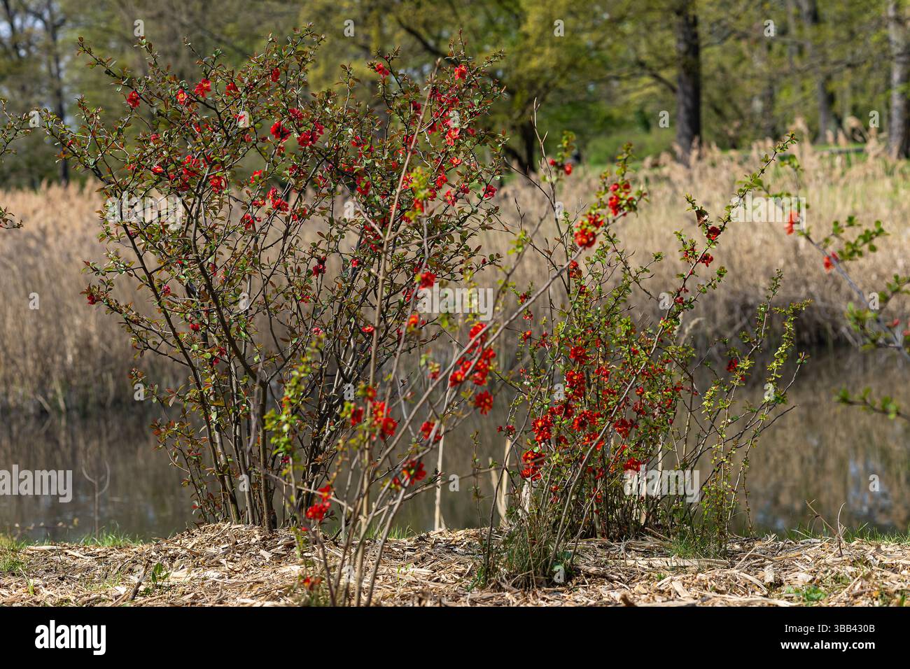 Arbustes à fleurs rouges en fleurs près de l'étang naturel dans le parc de printemps avec paillis frais et herbe sèche haute. Plantes indigènes, croissance saisonnière et biodiversité Banque D'Images