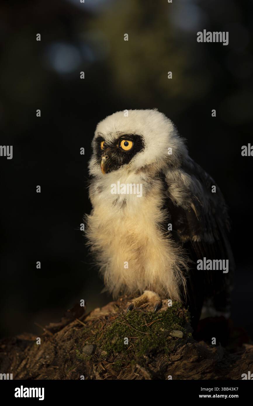 Chouette à lunettes (Pulsatrix perspicillata) captive, juvénile, Allemagne, Europe Banque D'Images