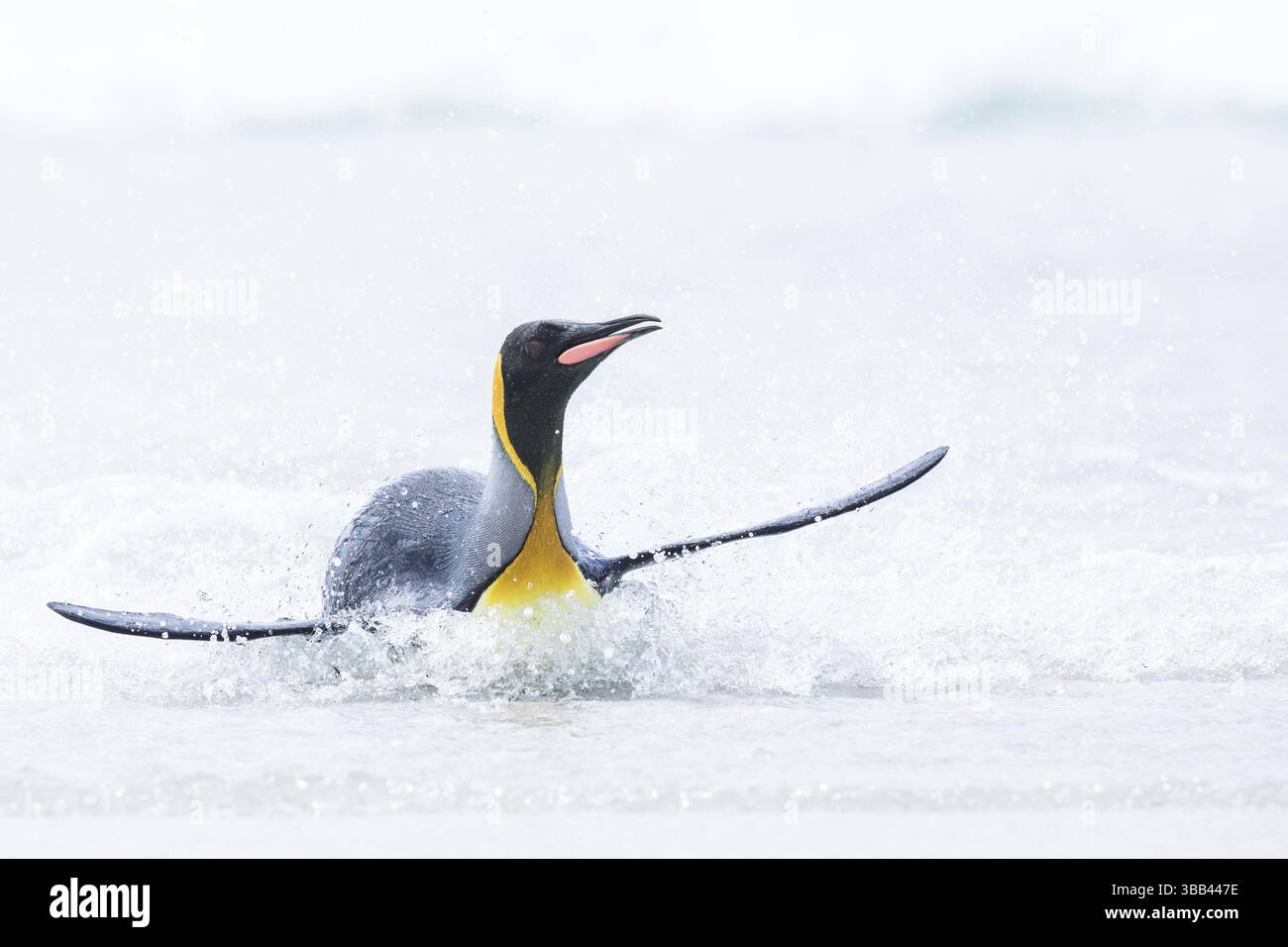Manchot royal (Aptenodytes patagonicus) émergeant du surf, îles Falkland, Amérique du Sud Banque D'Images