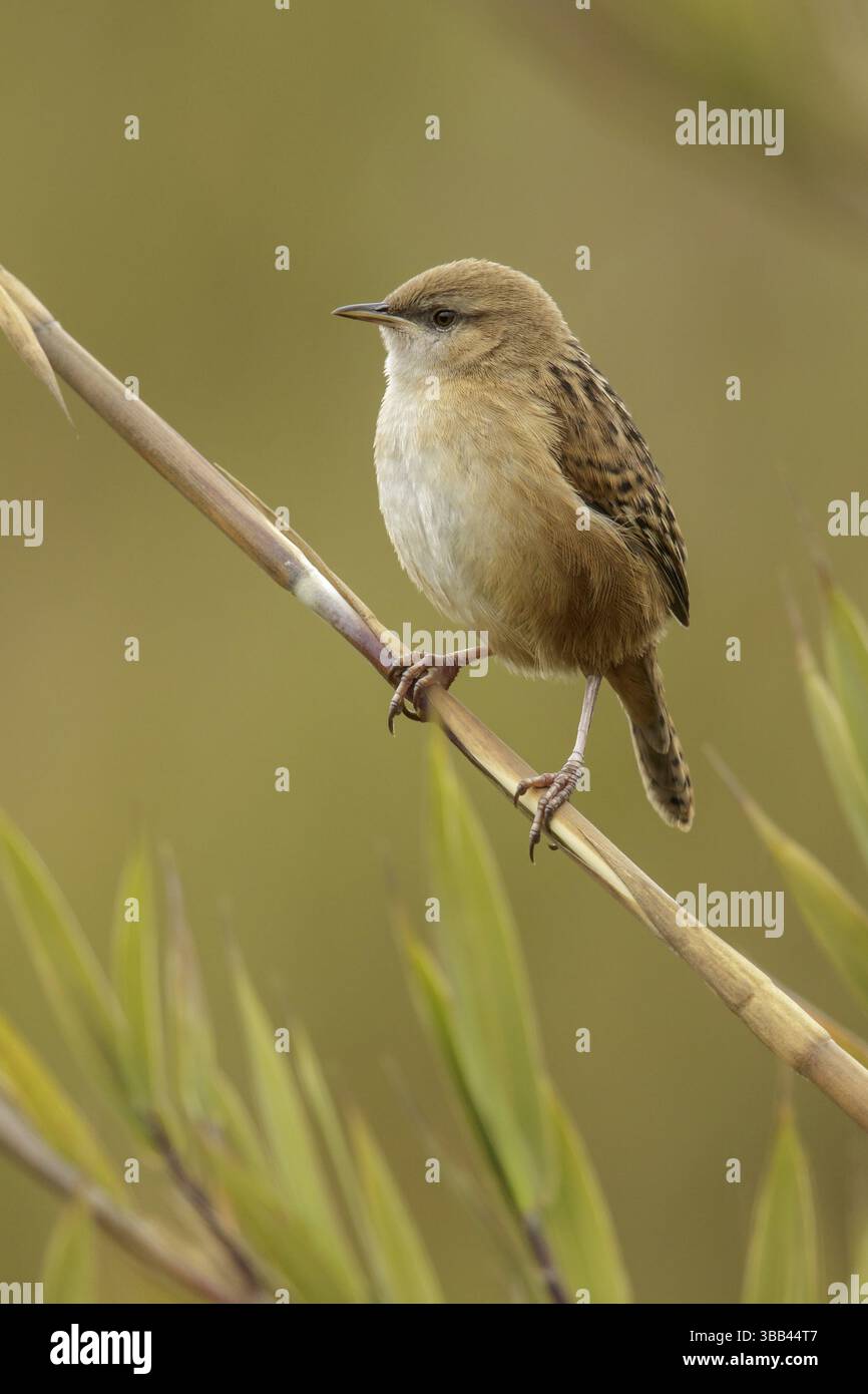 Wren d'Apolinar (Cistothorus apolinari) perché sur une branche dans les montagnes des Andes en Colombie Banque D'Images