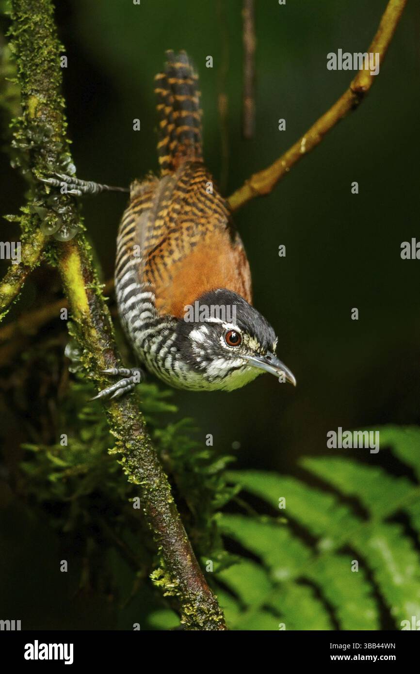 Bay Wren (Thryothorus nigricapillus) perché sur une branche dans les Andes de Colombie Banque D'Images