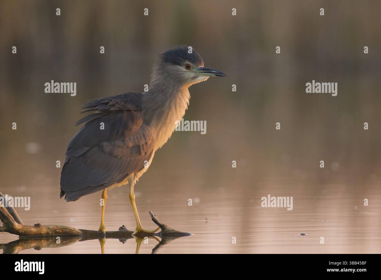Héron de nuit à couronne noire (Nycticorax nycticorax) juvénile, Subotica, Serbie, Europe Banque D'Images
