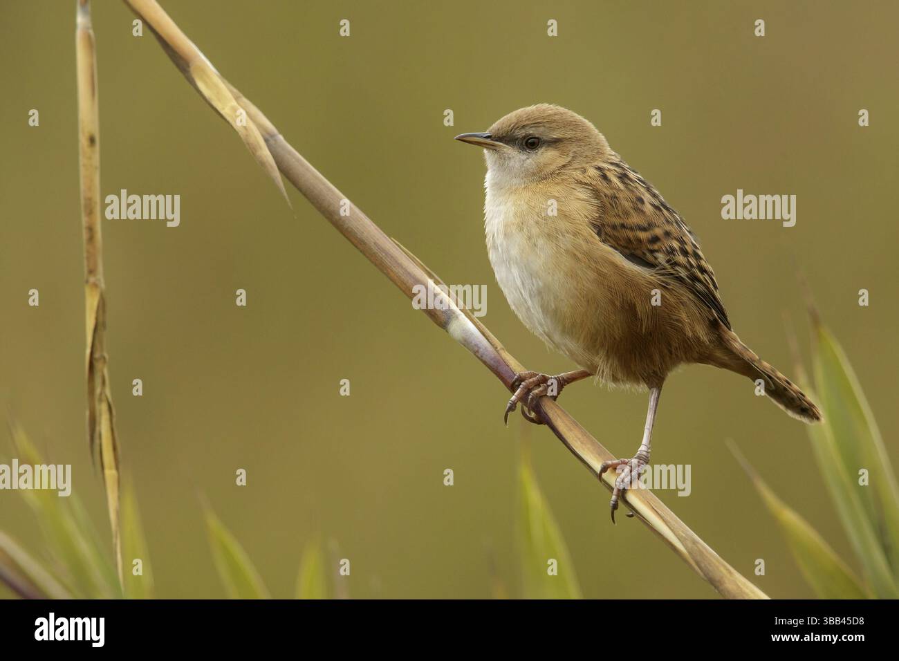 Wren d'Apolinar (Cistothorus apolinari) perché sur une branche dans les montagnes des Andes en Colombie Banque D'Images
