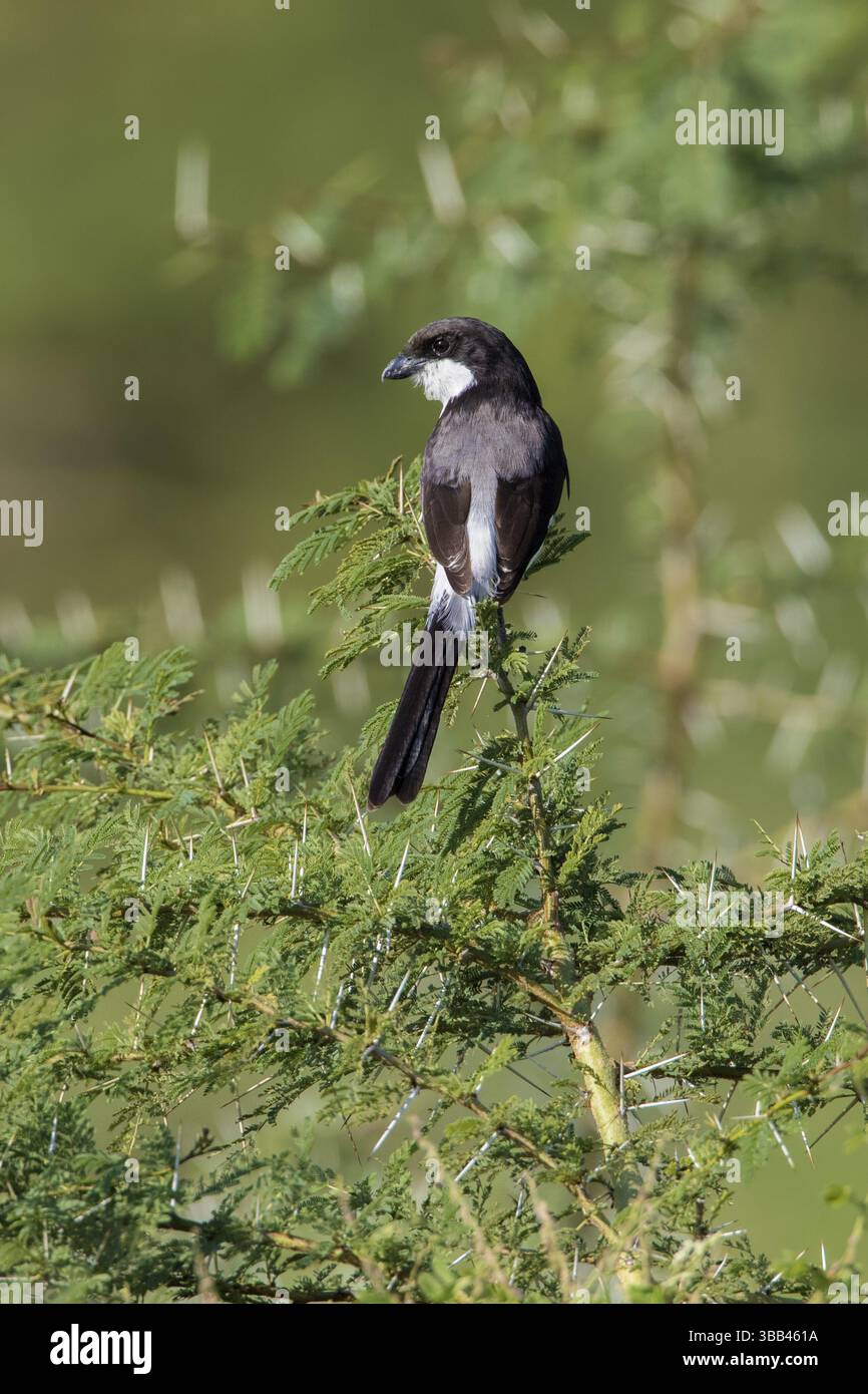 Fiscal à longue queue (Lanius cabanisi) perché sur une branche, lac Manyara, Tanzanie, Afrique Banque D'Images