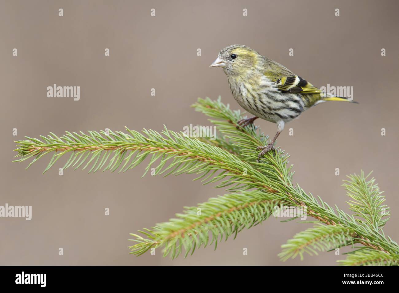 Femelle Siskin eurasienne (Spinus spinus) perchée sur une branche, Pologne, Europe Banque D'Images