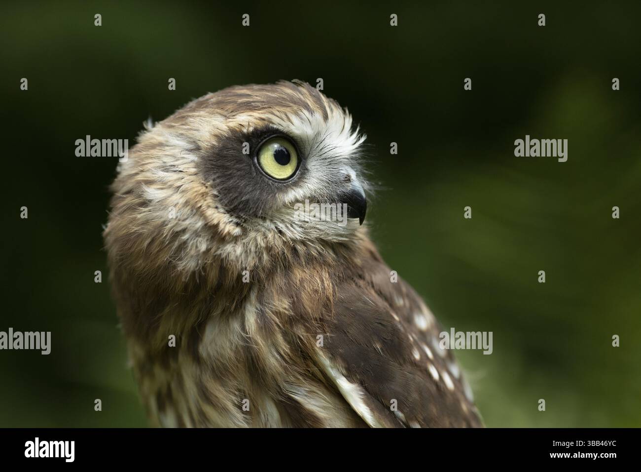 Morepork (Ninox novaeseelandiae) juvénile, captif, Allemagne, Europe Banque D'Images