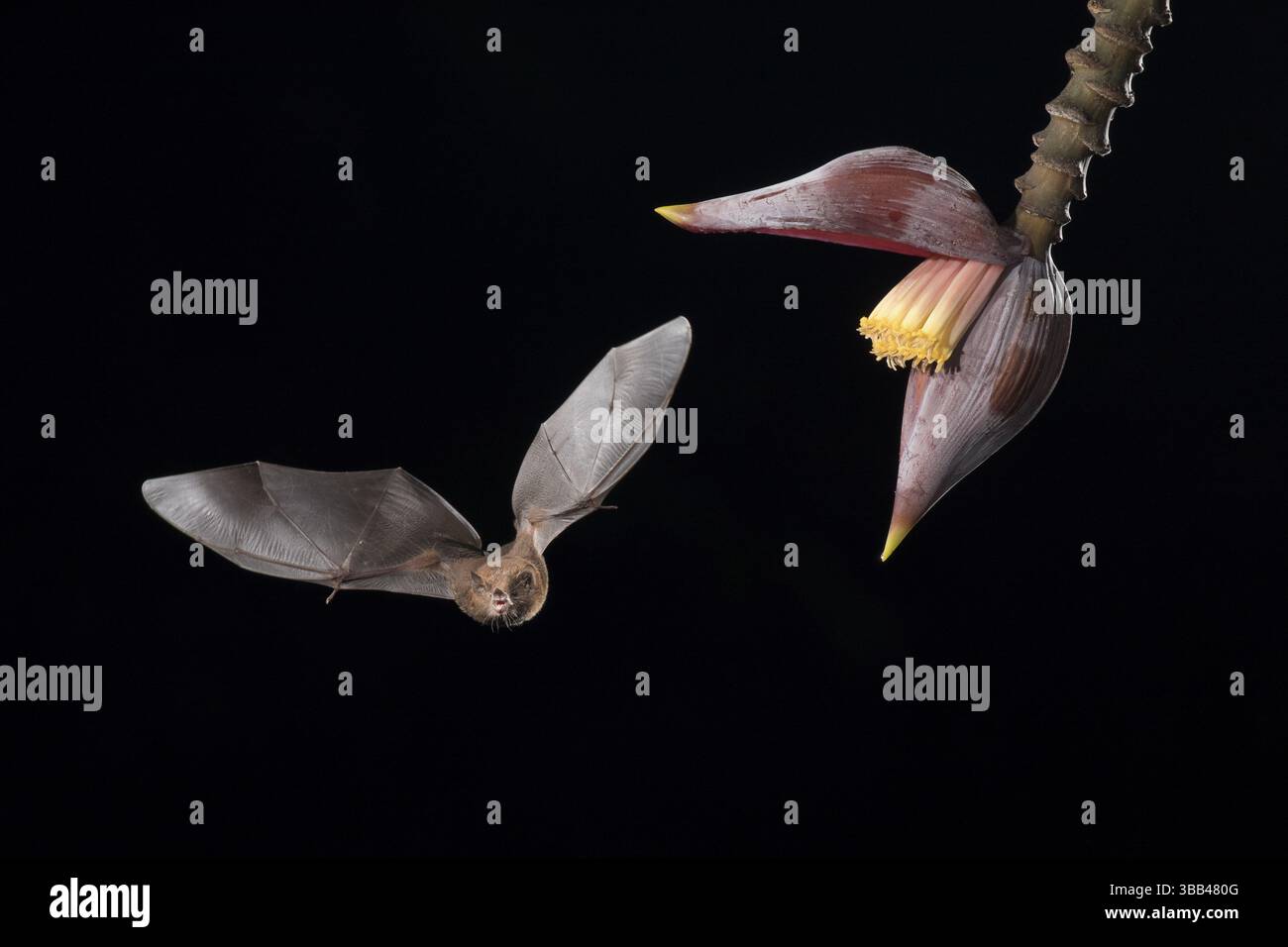 La chauve-souris à longue languette de Pallas visite une fleur de banane, Costa Rica, Amérique centrale Banque D'Images