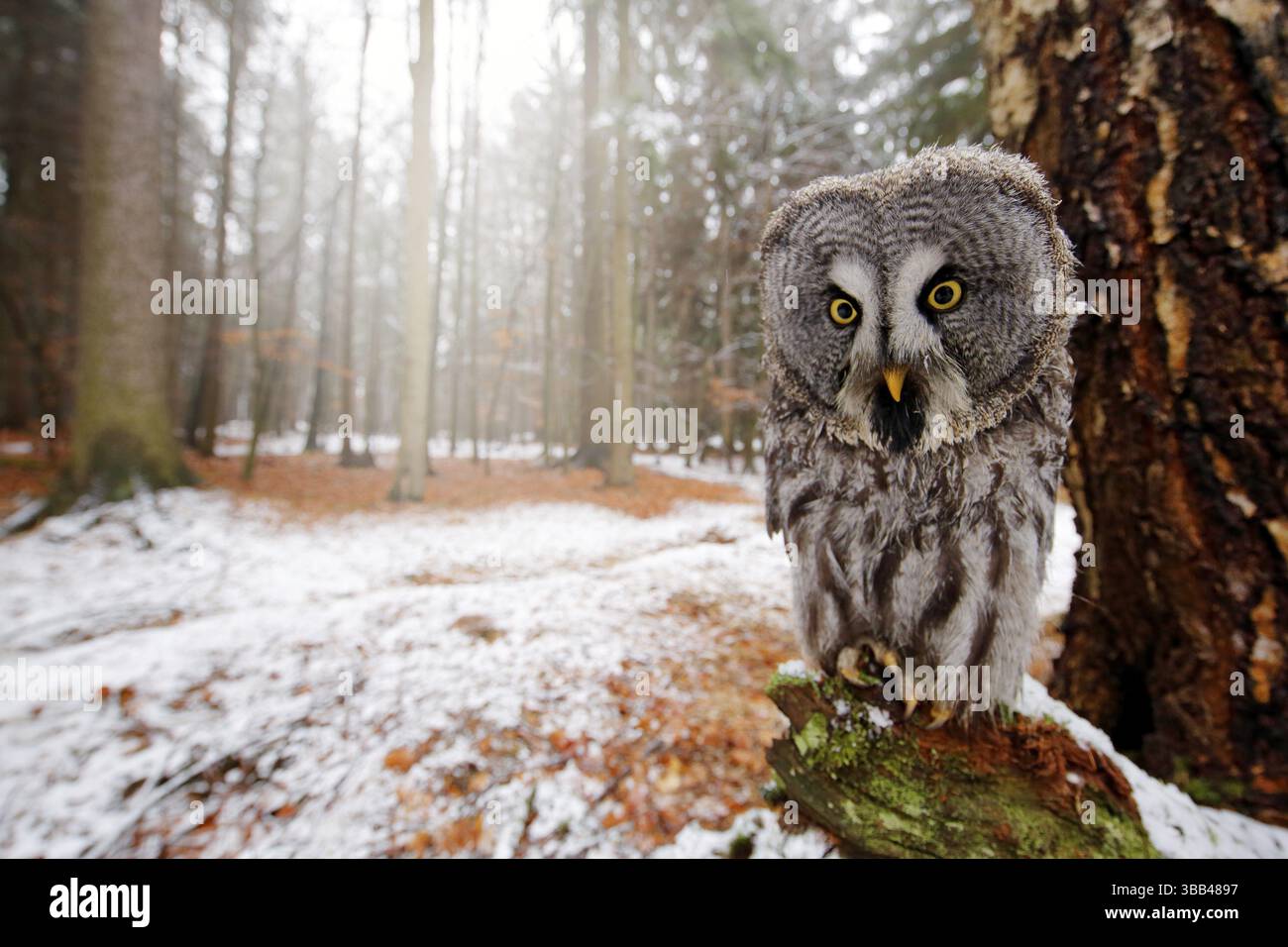 Oiseau magique Grand hibou gris, Strix nebulosa, caché derrière le tronc d'arbre avec forêt d'épinettes en photo grand angle arrière. Image d'oiseau drôle dans t Banque D'Images