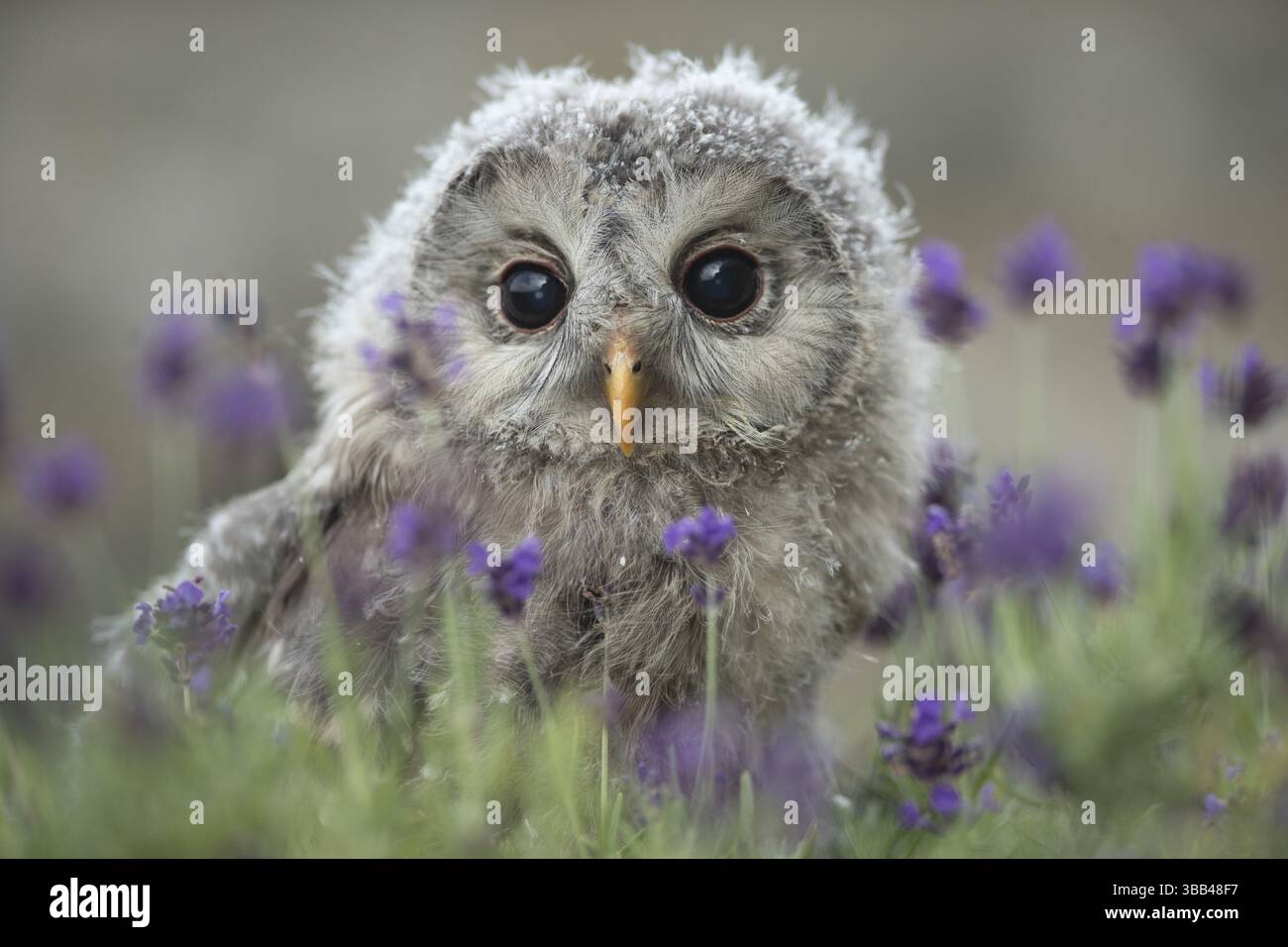 Chouette de l'Oural (Strix uralensis) naissante, captive, Allemagne, Europe Banque D'Images