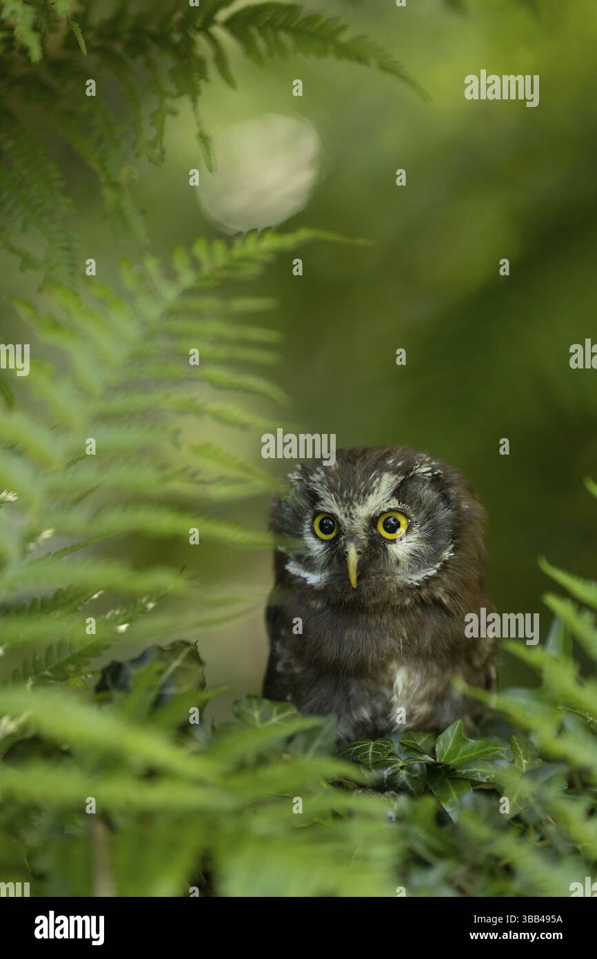 Chouette boréale (Aegolius funereus) juvénile, captif, Allemagne, Europe Banque D'Images