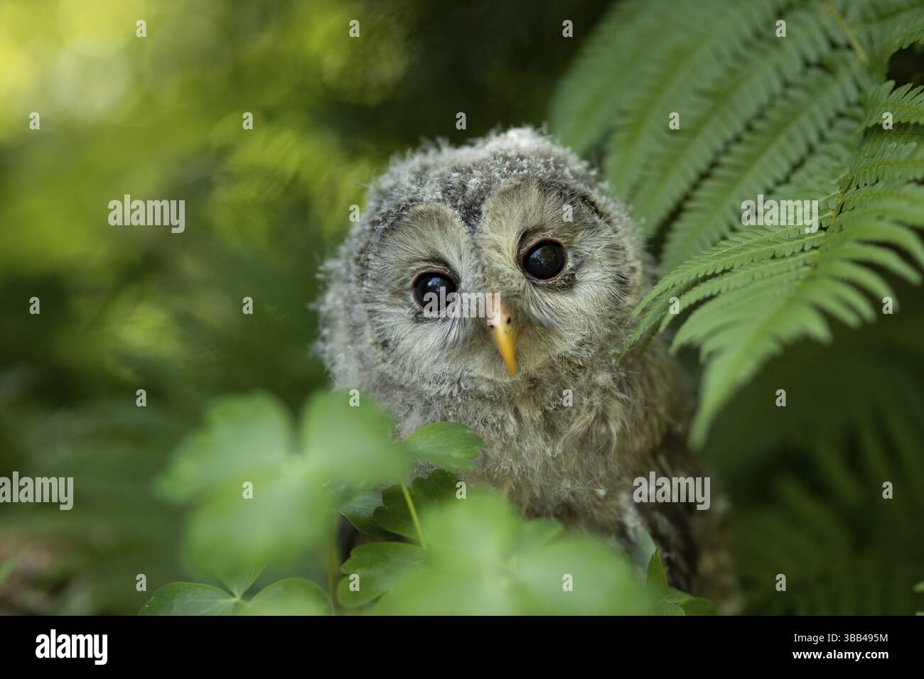 Chouette de l'Oural (Strix uralensis) naissante, captive, Allemagne, Europe Banque D'Images