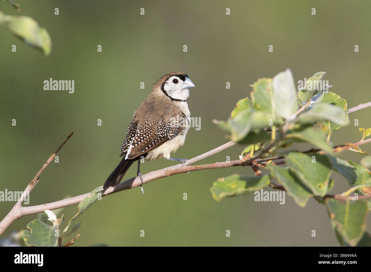 Finlandais à double barreau (Taeniopygia bichenovii), Queensland, Australie, Océanie Banque D'Images
